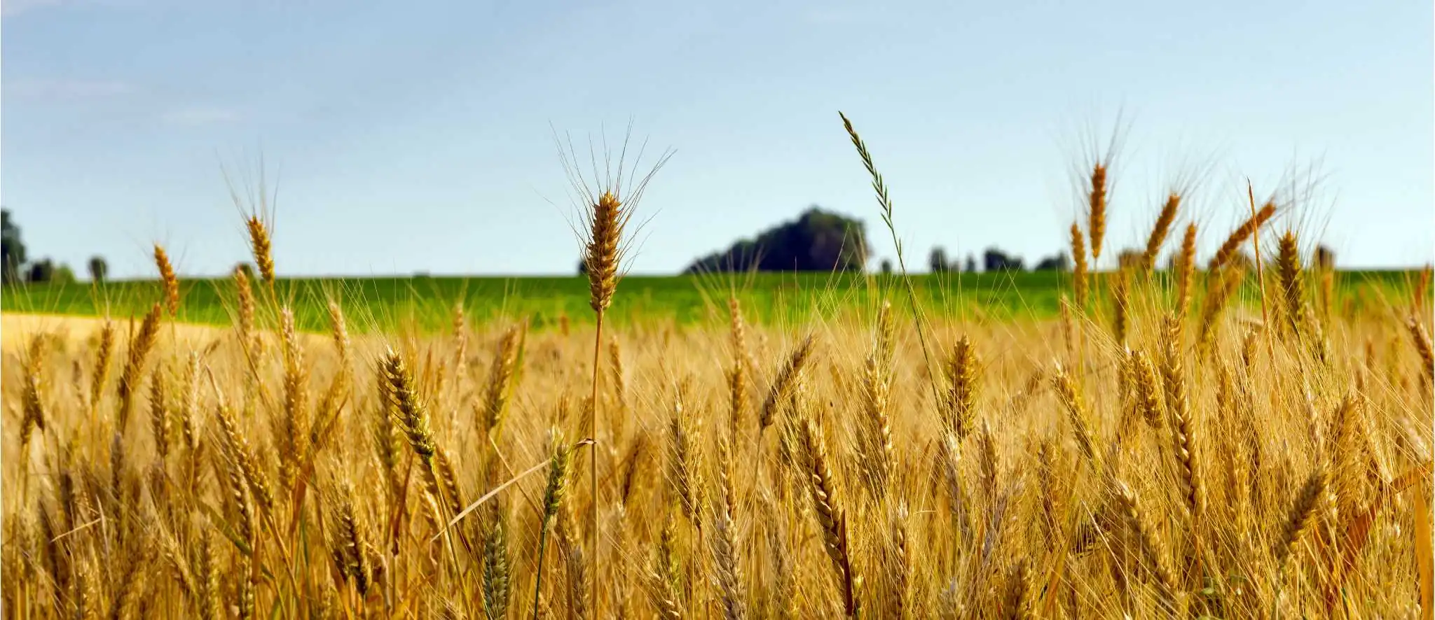 Expertise agriculture et agroalimentaire Oresys